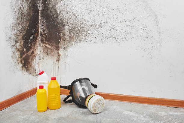Best Commercial Mold Removal  in Belfast, ME
