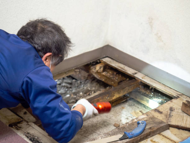 Best Certified Mold Removal  in Belfast, ME