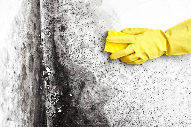 Best Toxic Mold Removal  in Belfast, ME