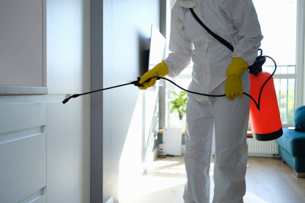 Trusted Belfast, ME Mold Removal Experts
