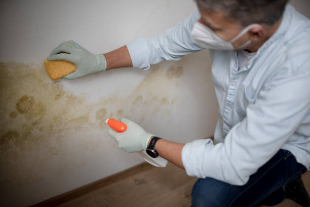 Best Mold Testing  in Belfast, ME