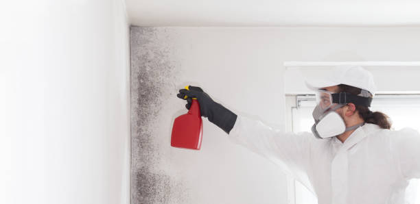 Best Commercial Mold Removal  in Belfast, ME