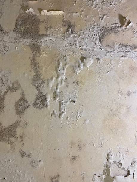 Best Affordable Mold Removal  in Belfast, ME