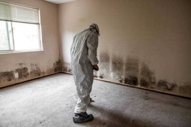 Best Mold Remediation Experts  in Belfast, ME