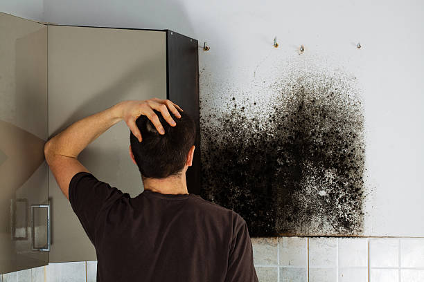 Best Mold Cleaning Services  in Belfast, ME