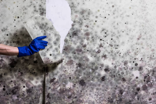 Best Black Mold Removal  in Belfast, ME