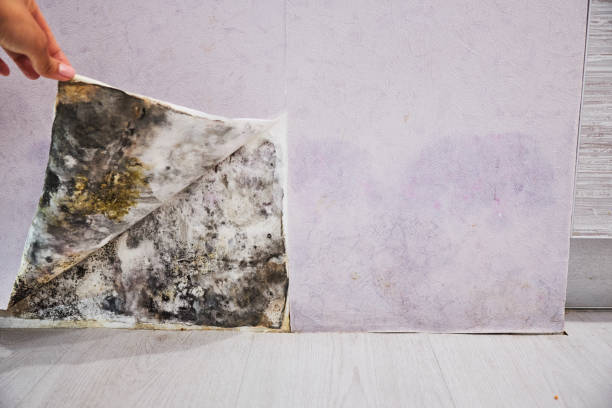 Best Water Damage Restoration  in Belfast, ME